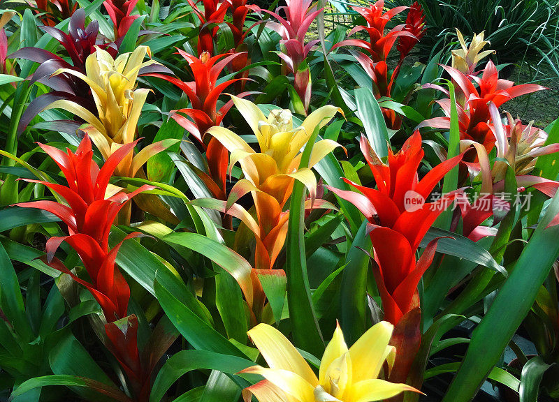 热带凤梨属植物的图像，有红色/黄色的花/苞片
